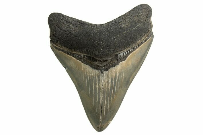 Serrated, Fossil Megalodon Tooth - Georgia #332810
